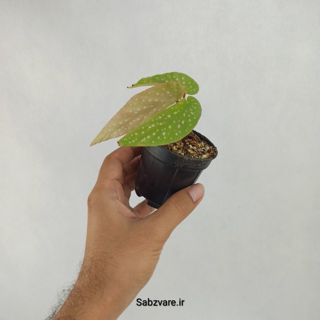 بگونیا آلبوپیکتا (Q23466) - Image 3