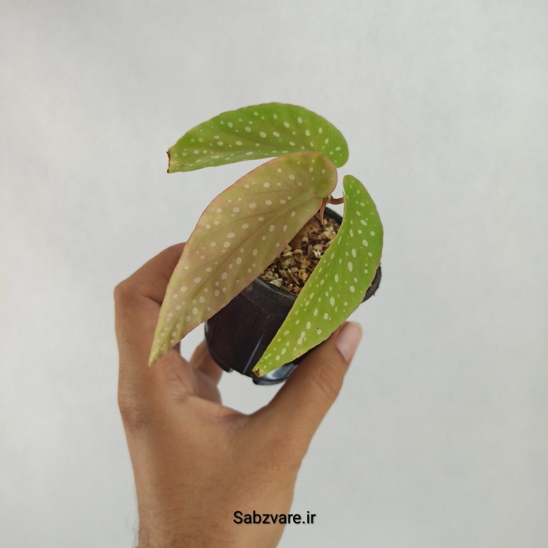 بگونیا آلبوپیکتا (Q23466)