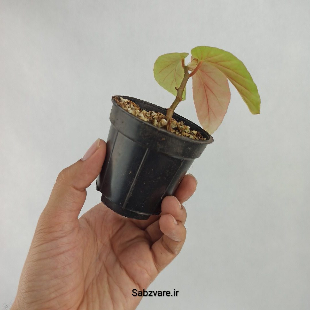 بگونیا آلبوپیکتا (Q23466) - Image 2