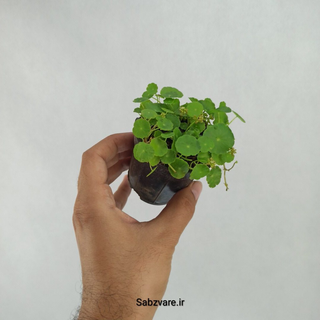 هیدروکوتیل ورتیسیلاتا (Q23473) - Image 2