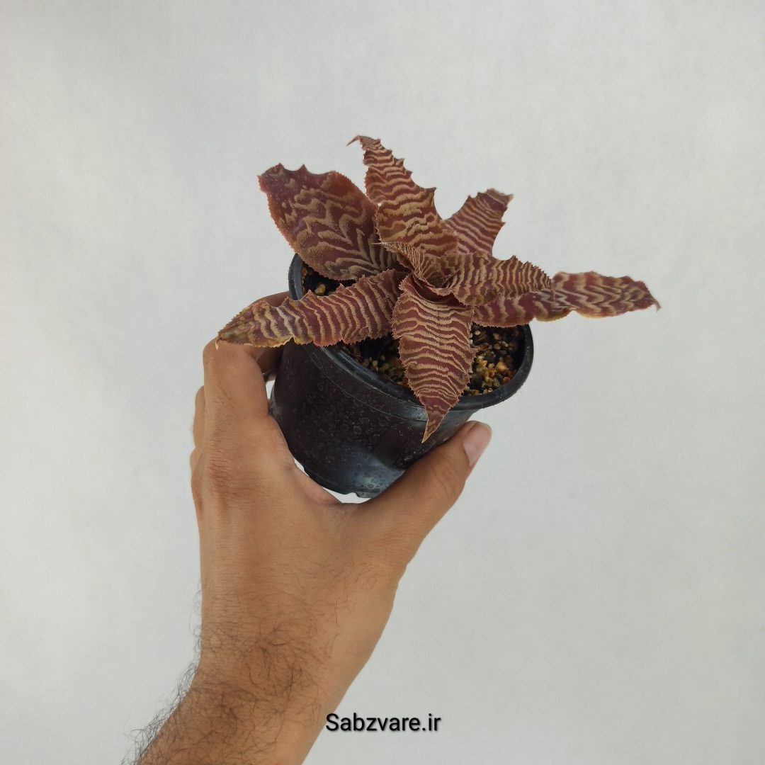کریپتانتوس فوستریانوس (R23474)