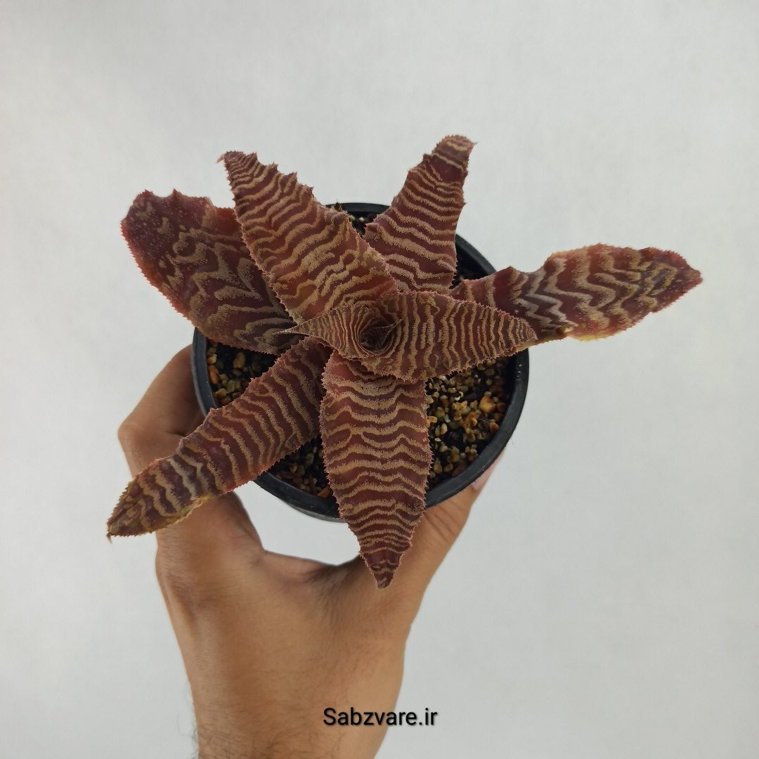 کریپتانتوس فوستریانوس (R23474) - Image 2