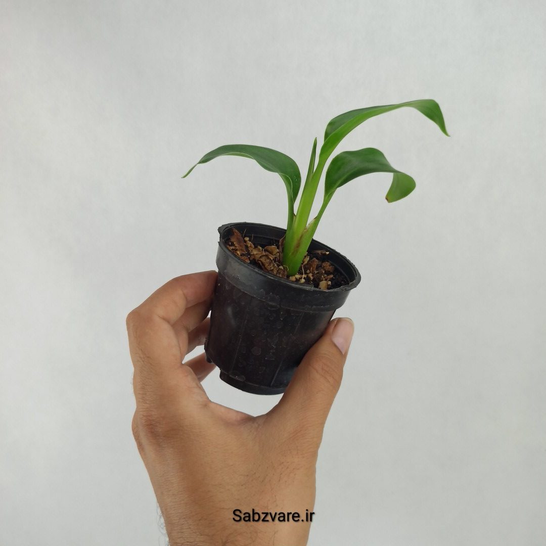 استرلیتزیا نیکولای (R23475) - Image 3
