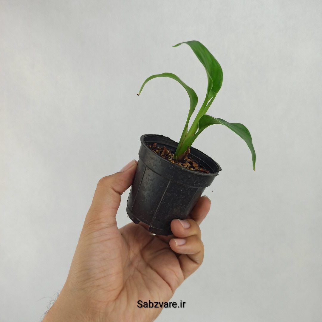 استرلیتزیا نیکولای (R23475)