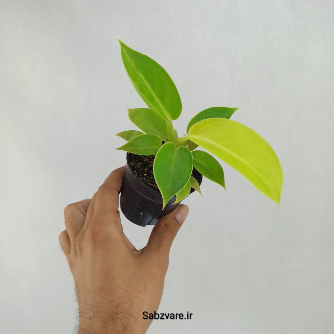 فیلودندرون لیمویی (R23476) - Image 3