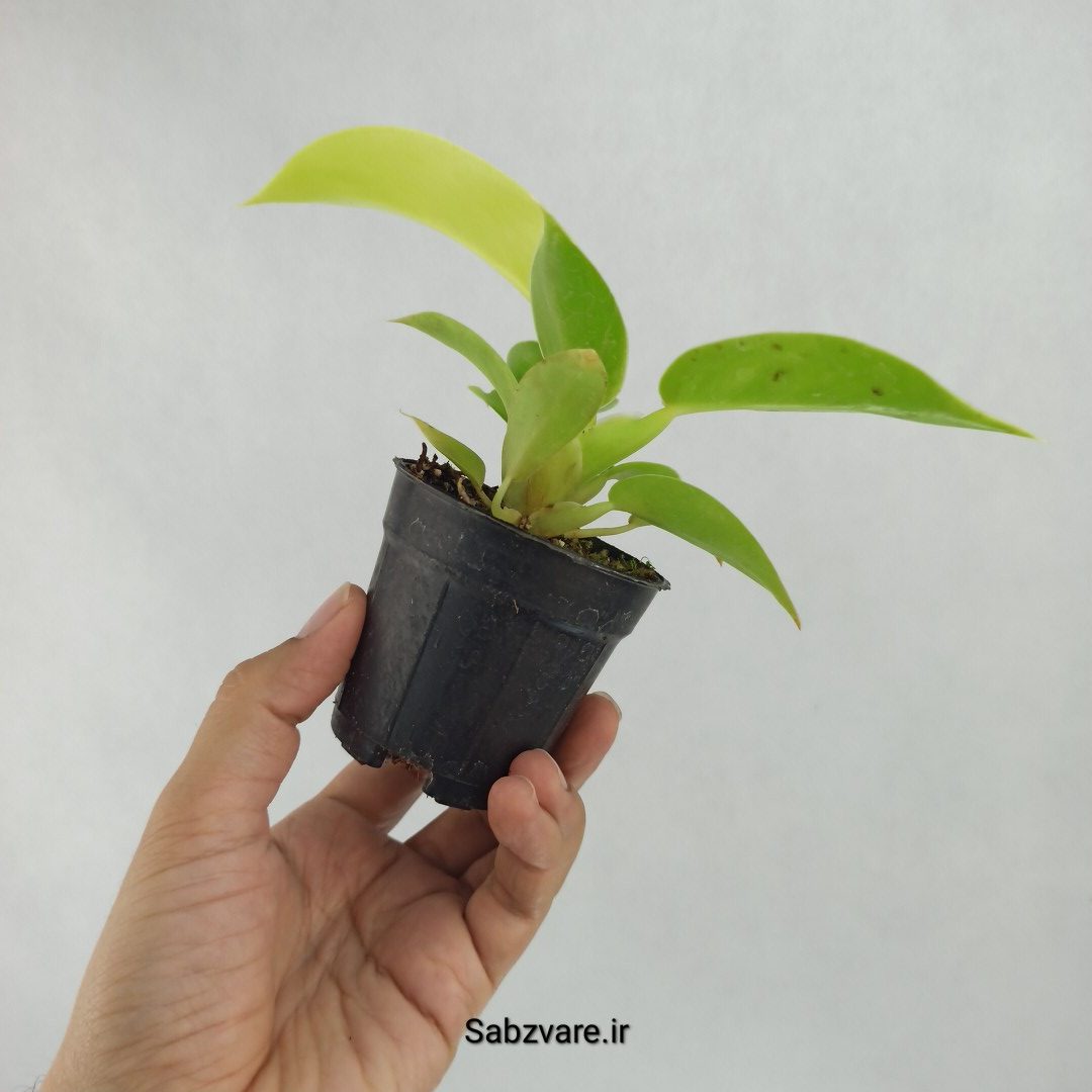 فیلودندرون لیمویی (R23476)