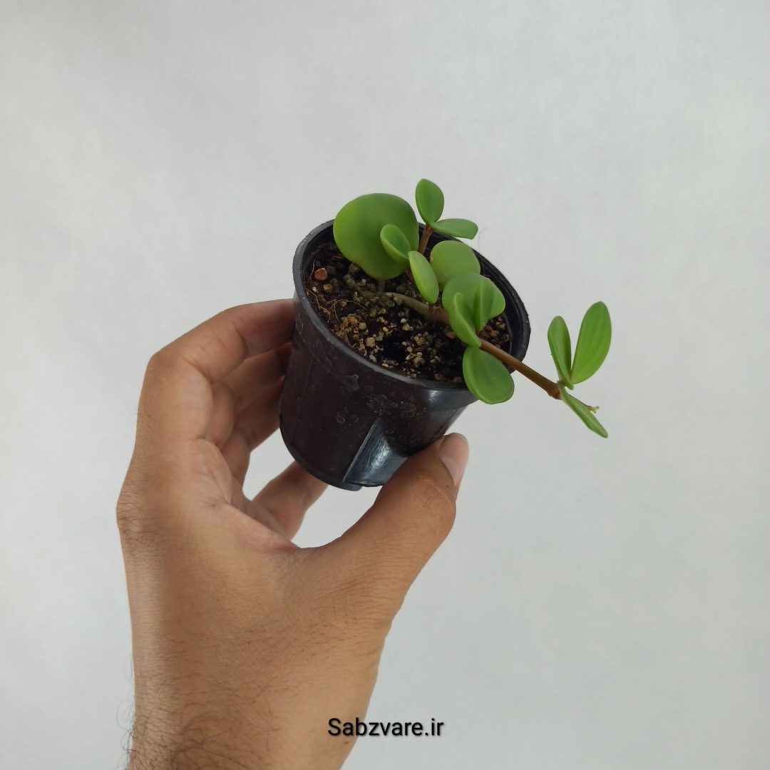 پپرومیا هوپ یا سکه ای (R23482) - Image 3