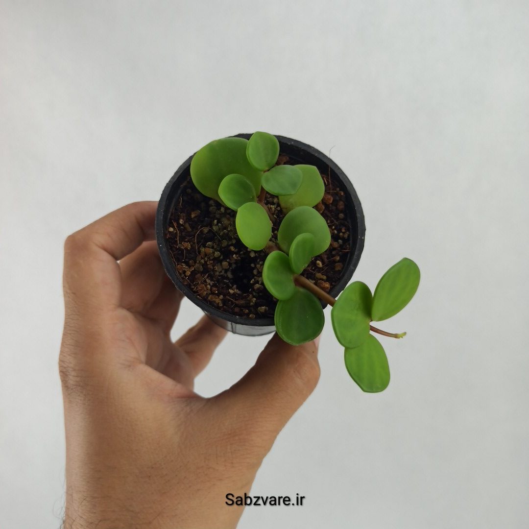 پپرومیا هوپ یا سکه ای (R23482)