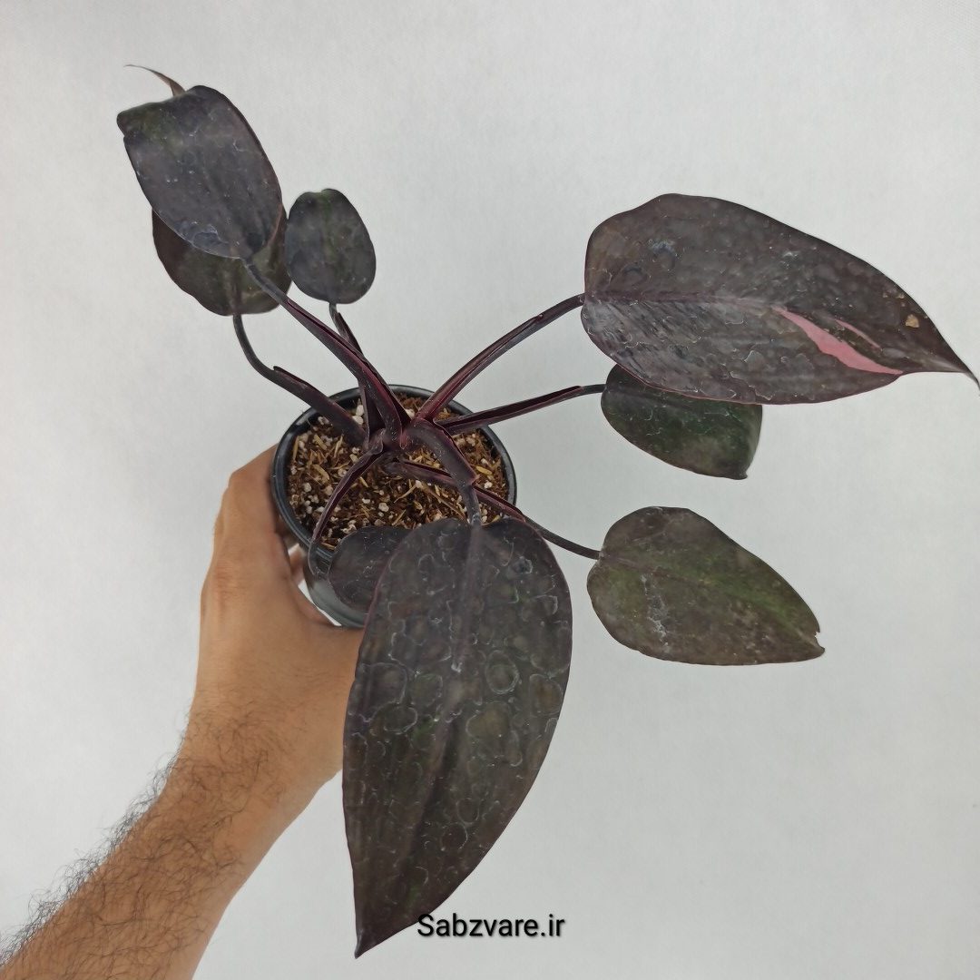 فیلودندرون پینک پرنسس (R23483)