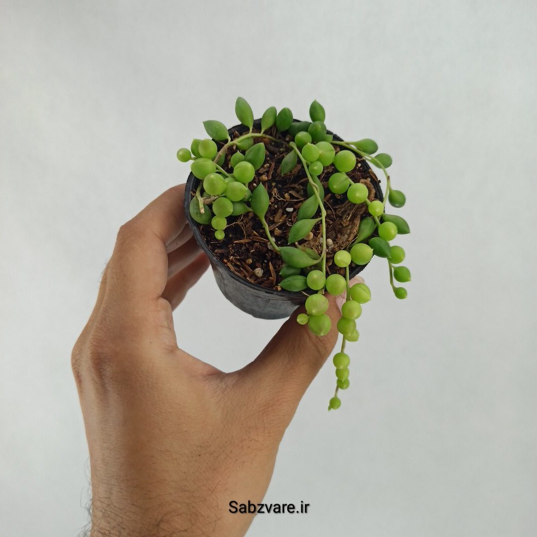 غوره ای (R23484)