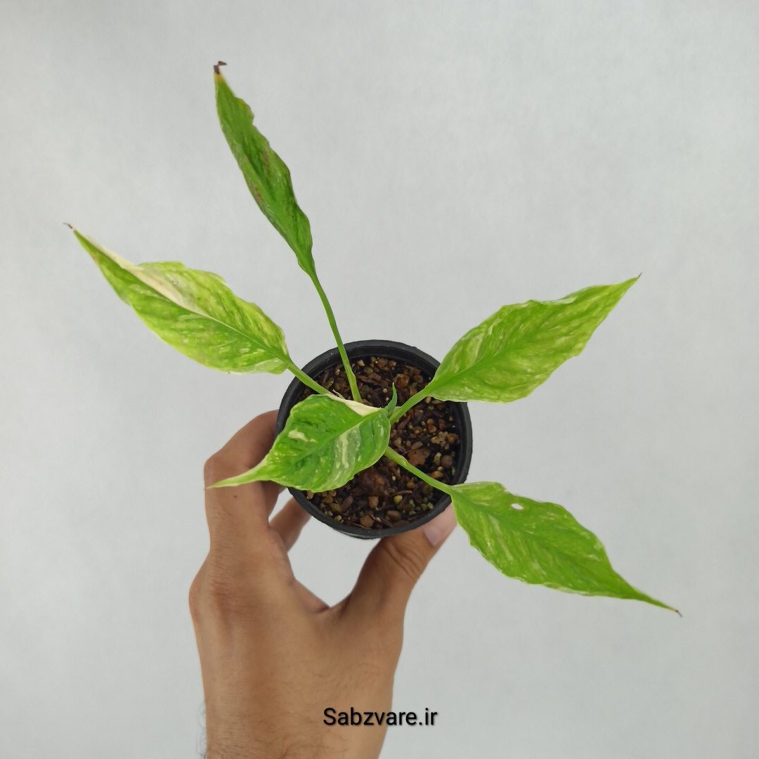 اسپاتی فیلوم ابلق چروک (R23489)