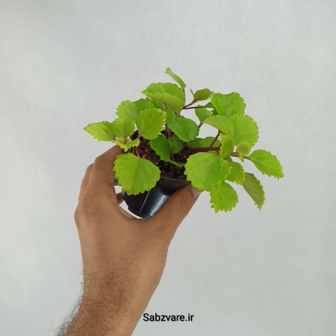 پیچک سوئدی (R23490) - Image 2