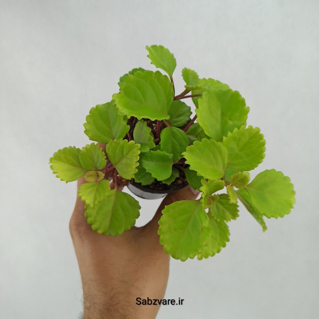 پیچک سوئدی (R23490)