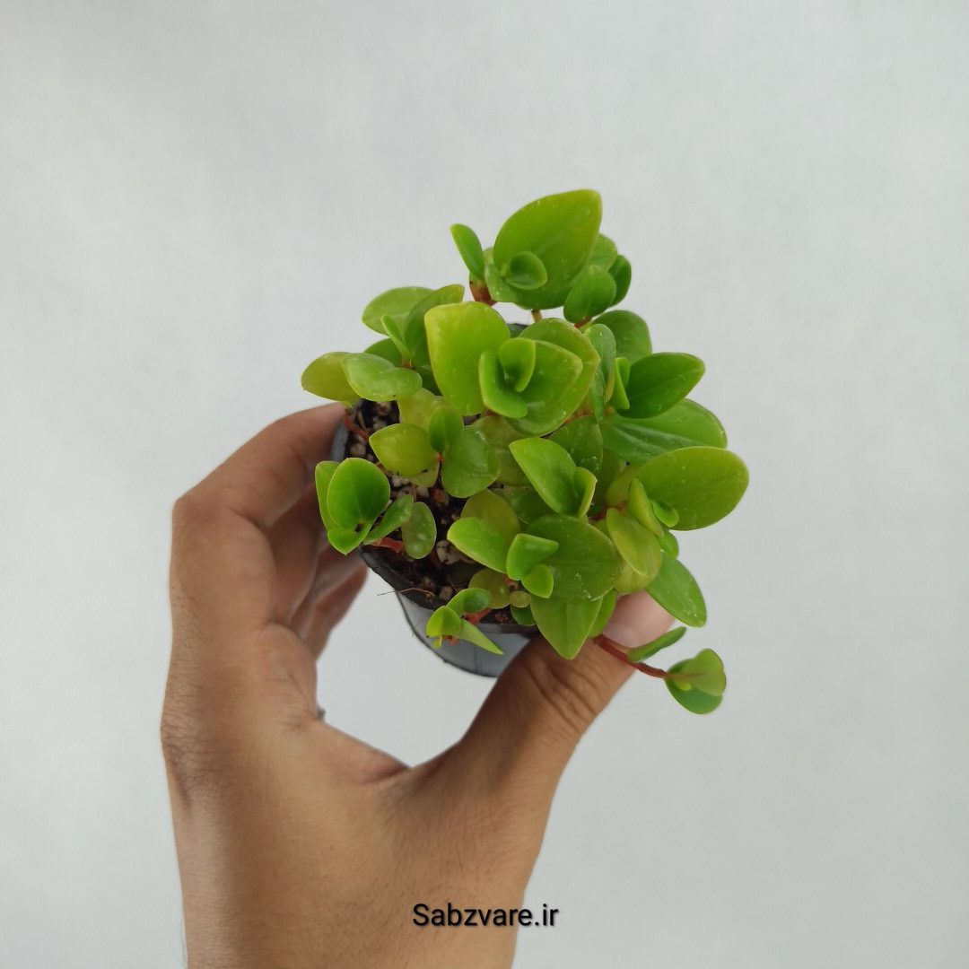 برگ قاشقی مینیاتوری (R23492)