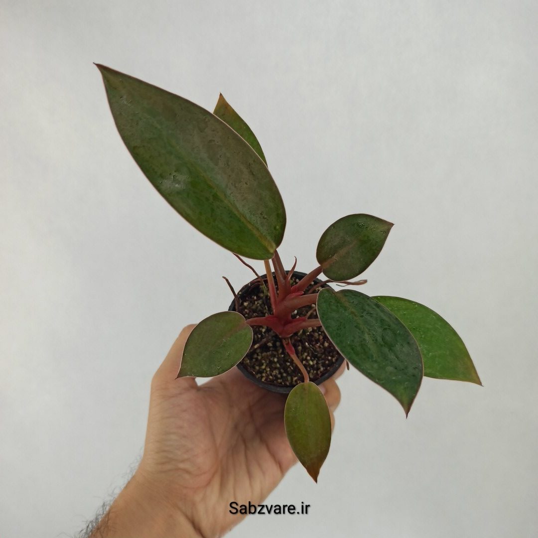 فیلودندرون رد بیوتی (T23535)