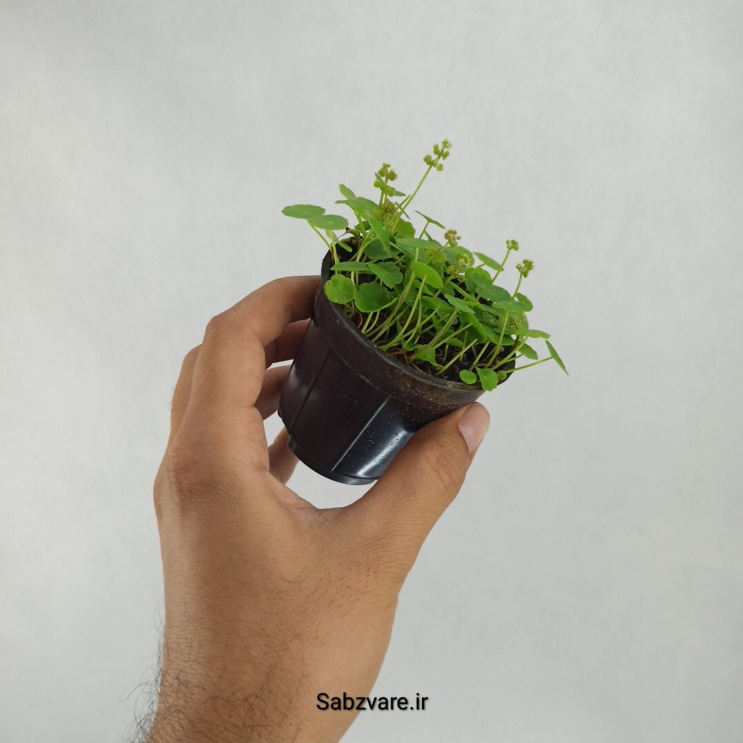 هیدروکوتیل ورتیسیلاتا (T23531) - Image 3