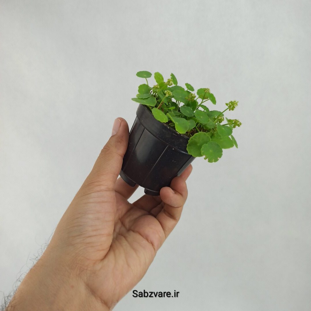 هیدروکوتیل ورتیسیلاتا (T23531) - Image 2