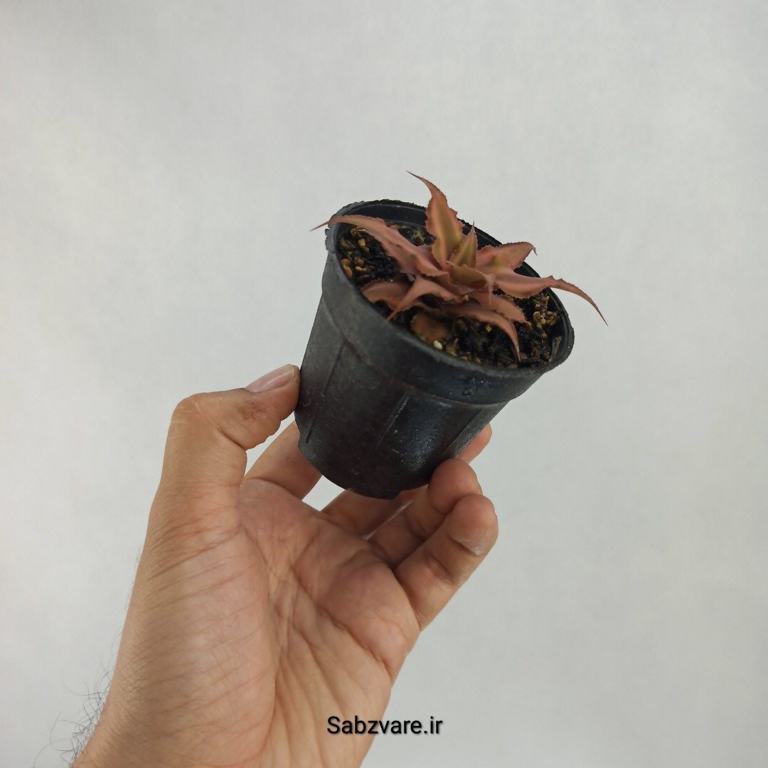 کریپتانتوس بیویتاتوس (T23530) - Image 3