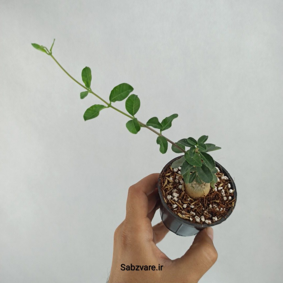 فوکیا (T23529) - Image 3