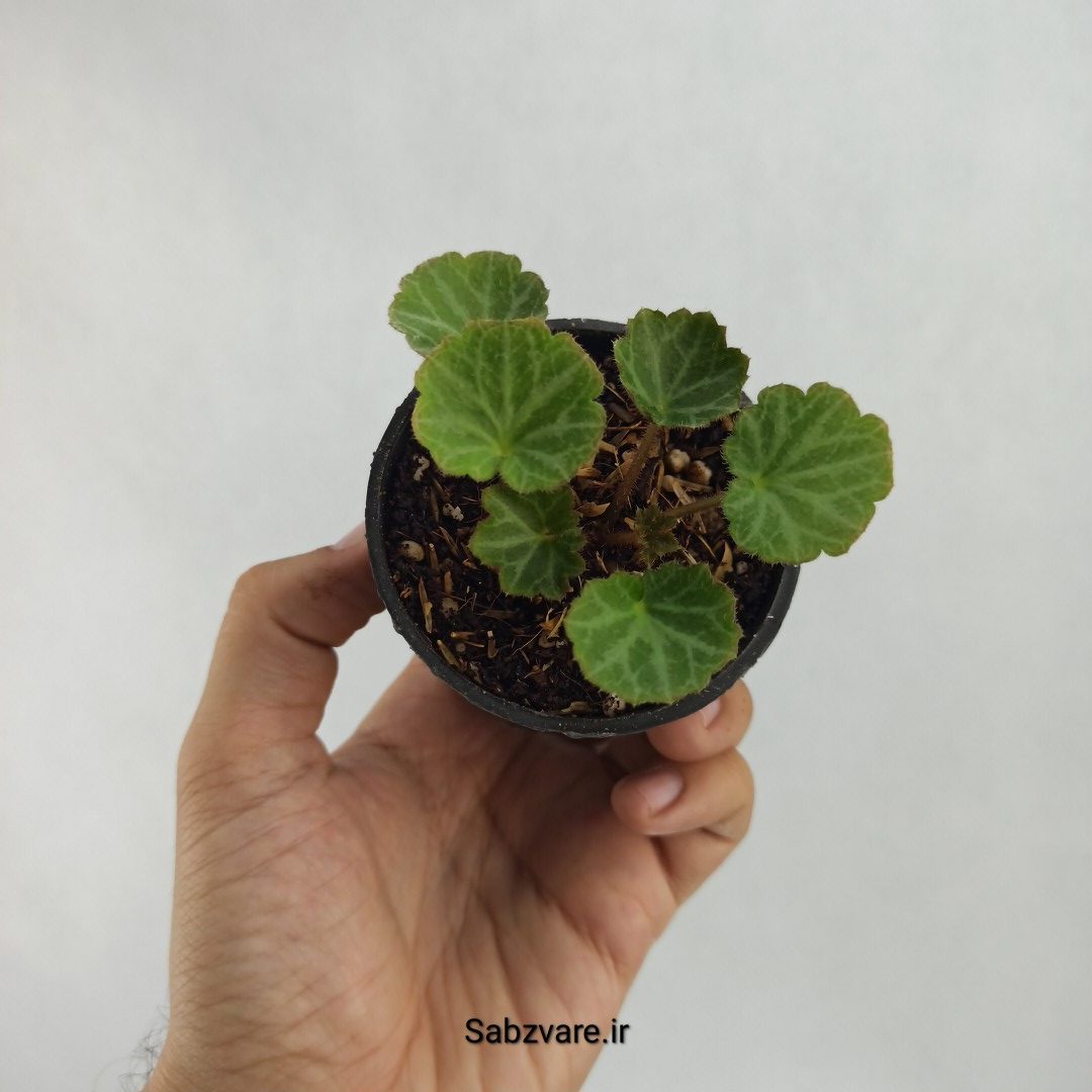 ساکسی فراژ (T23521)