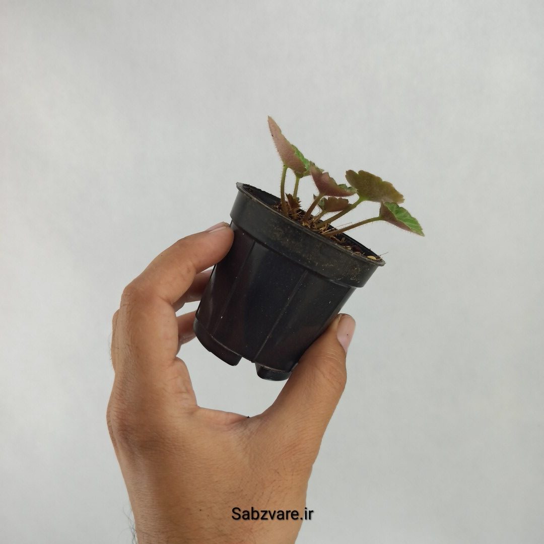 ساکسی فراژ (T23521) - Image 3