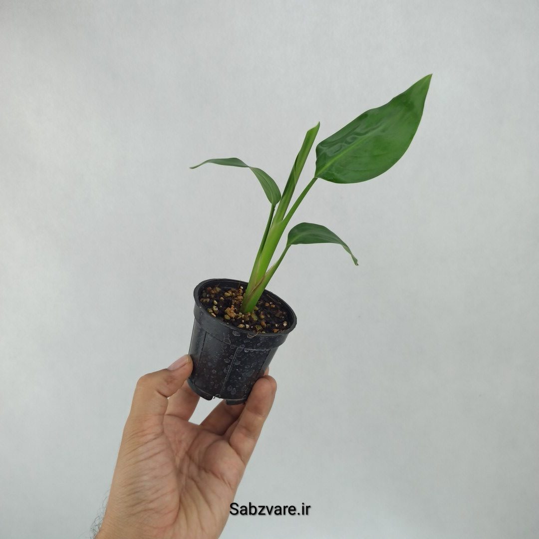استرلیتزیا نیکولای (T23519) - Image 3