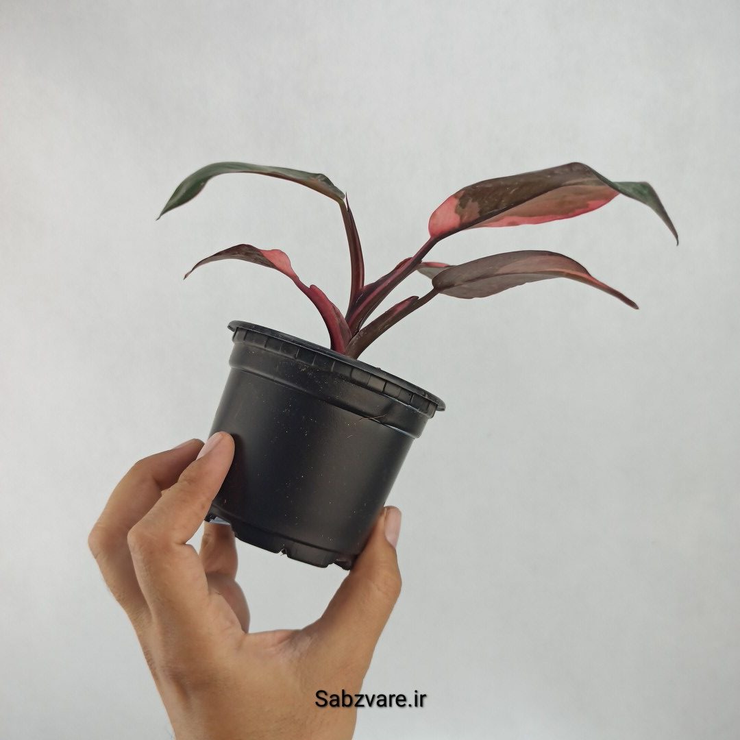 فیلودندرون پینک پرنسس (T23518) - Image 3