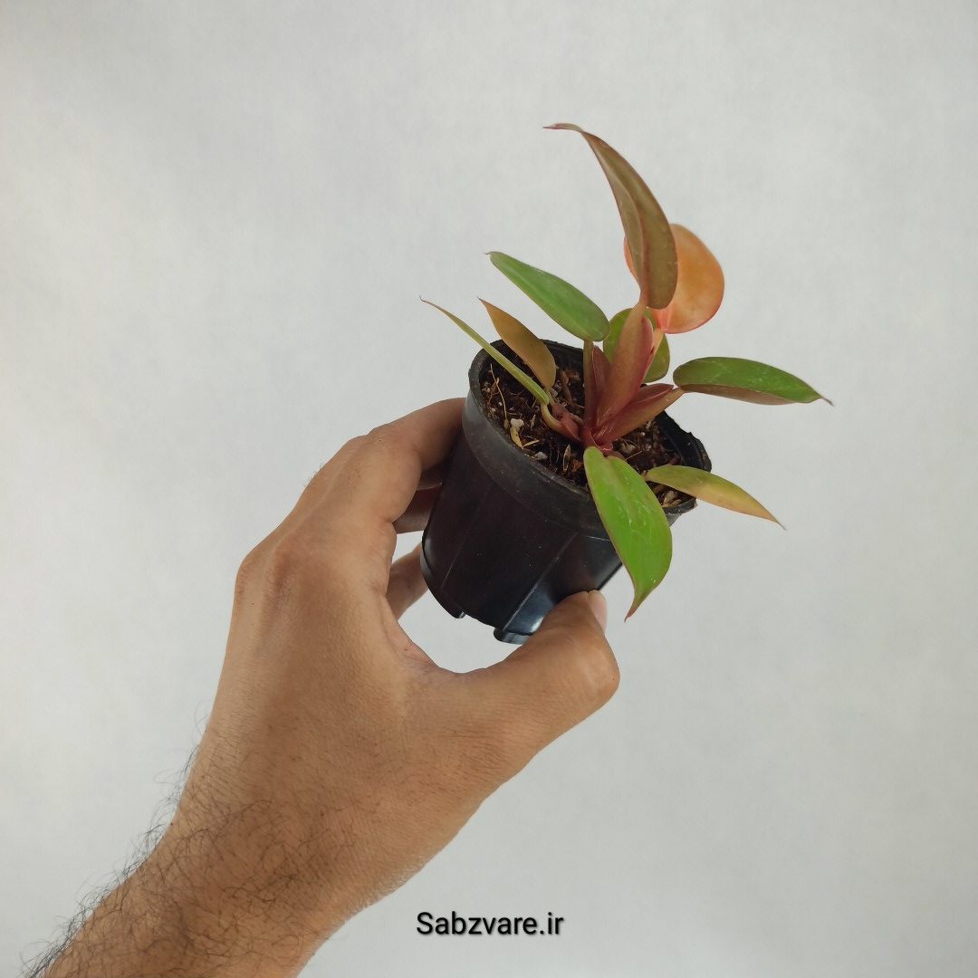 فیلودندرون پرتقالی (S23512) - Image 3