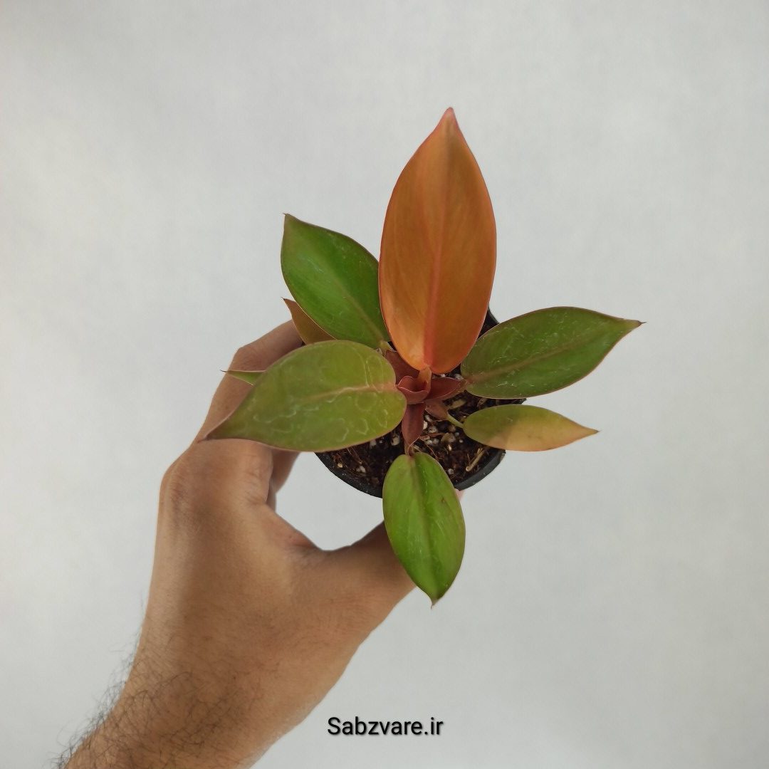 فیلودندرون پرتقالی (S23512)