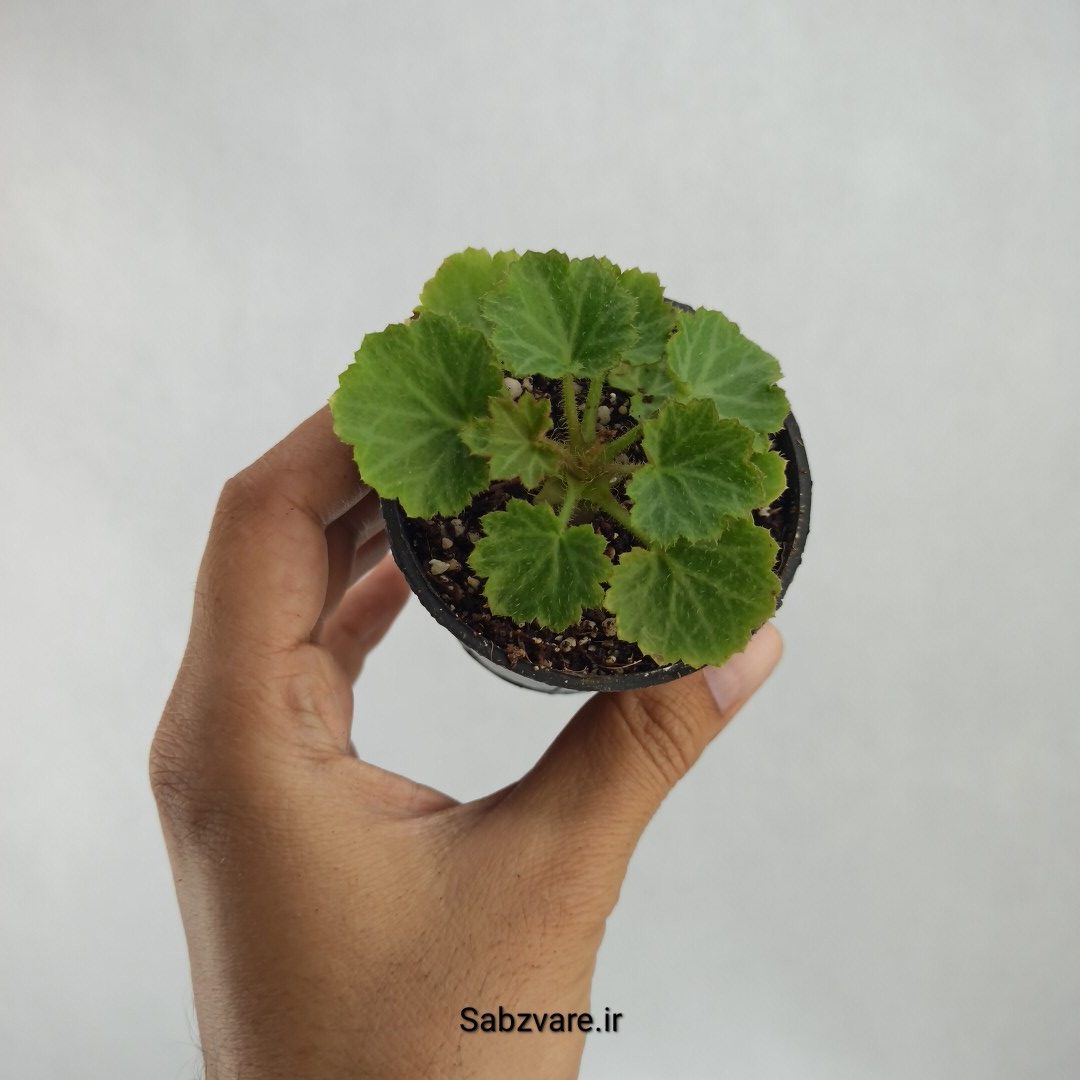 ساکسی فراژ (S23511)