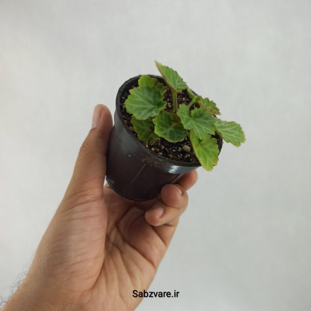 ساکسی فراژ (S23511) - Image 3