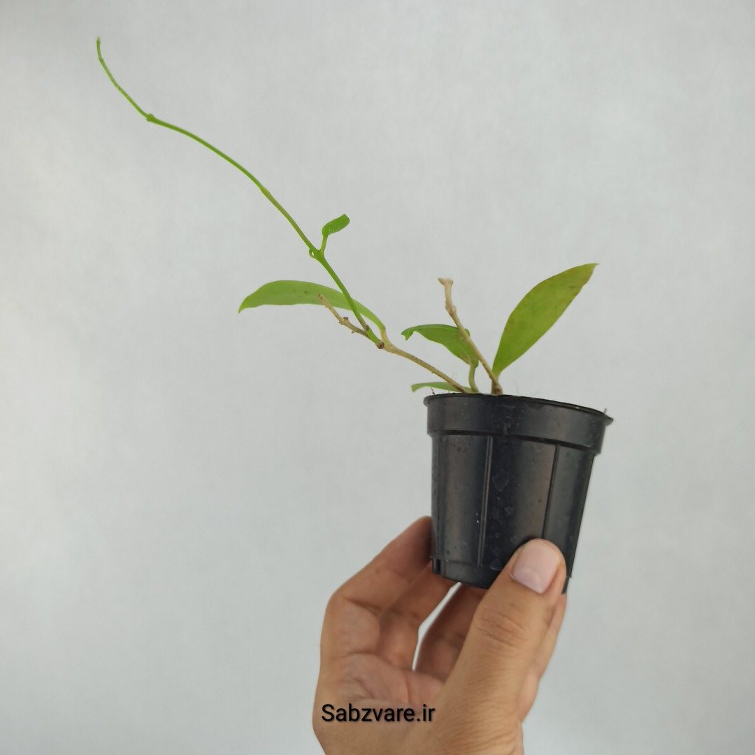هویا میندورنسیس (S23510) - Image 2