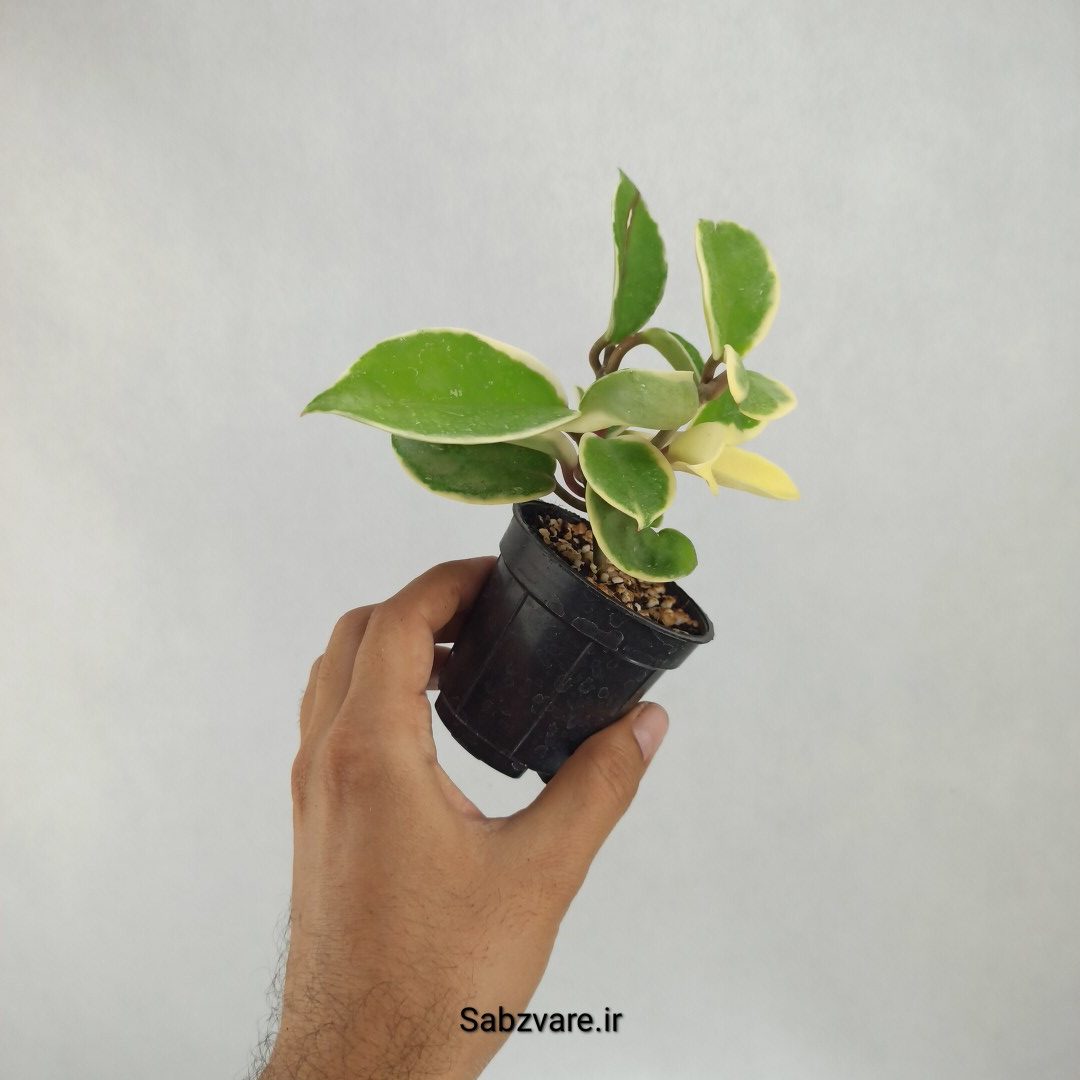 هویا کریمسون کویین (S23509) - Image 3