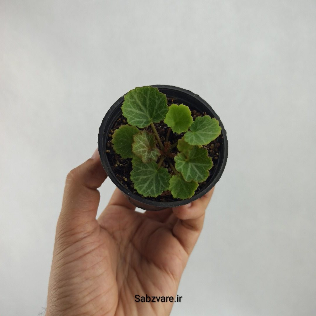 ساکسی فراژ (S23502)