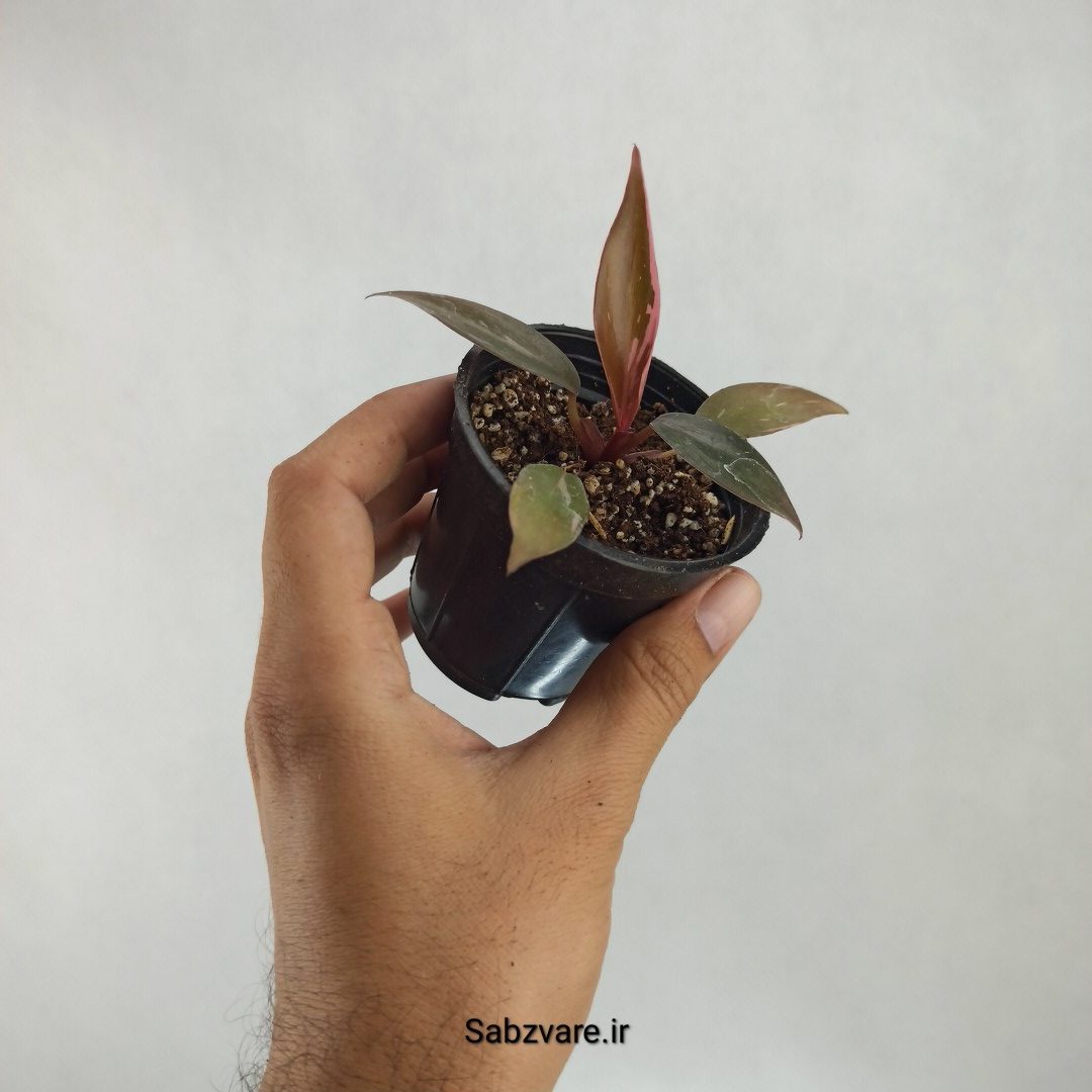 فیلودندرون پینک پرنسس (S23500) - Image 2