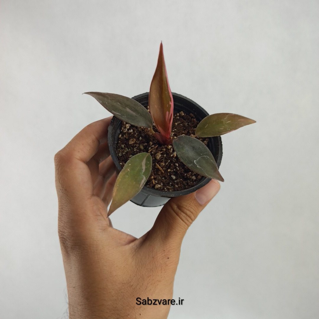 فیلودندرون پینک پرنسس (S23500)