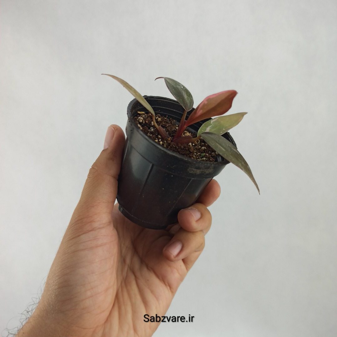 فیلودندرون پینک پرنسس (S23500) - Image 3