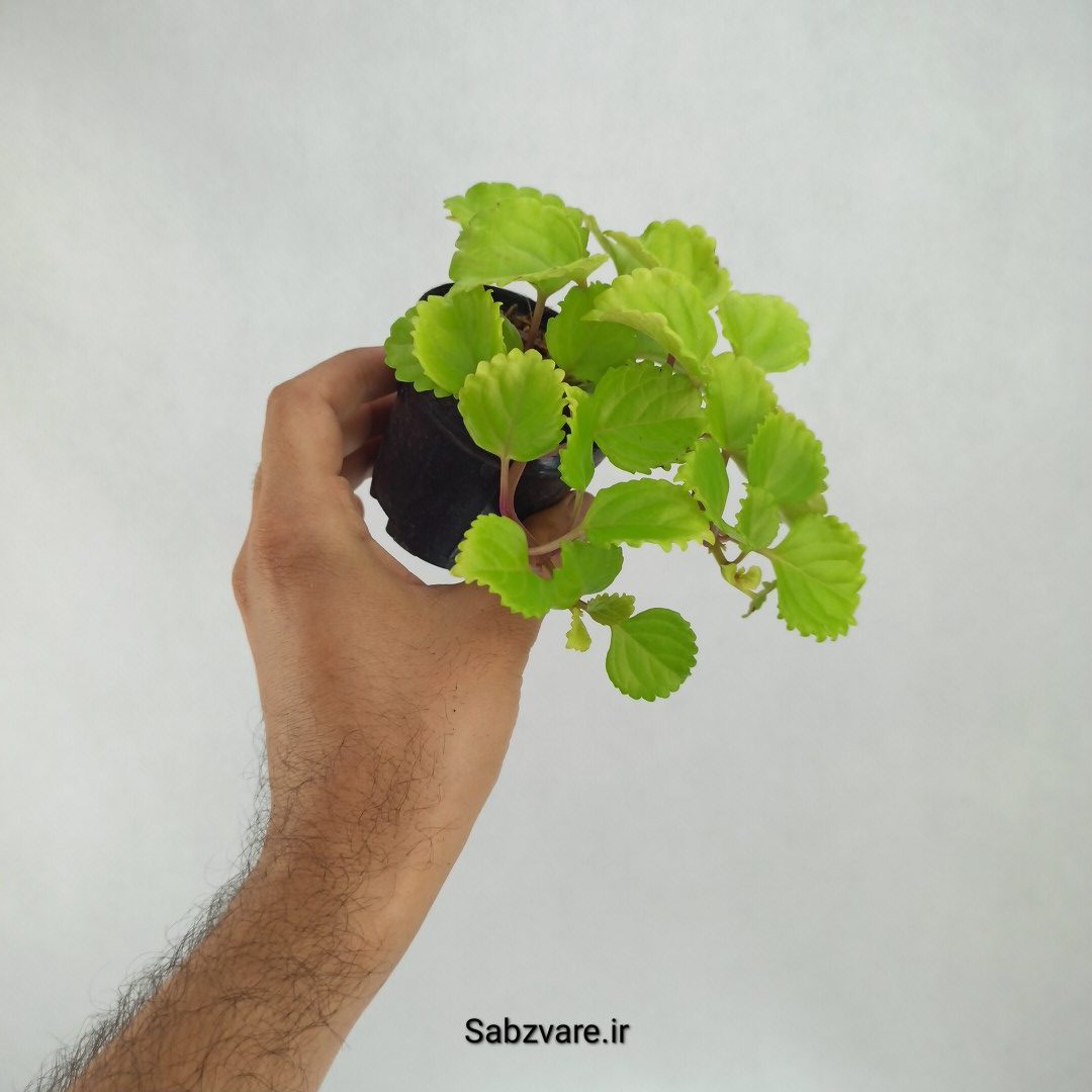 پیچک سوئدی (S23498) - Image 3