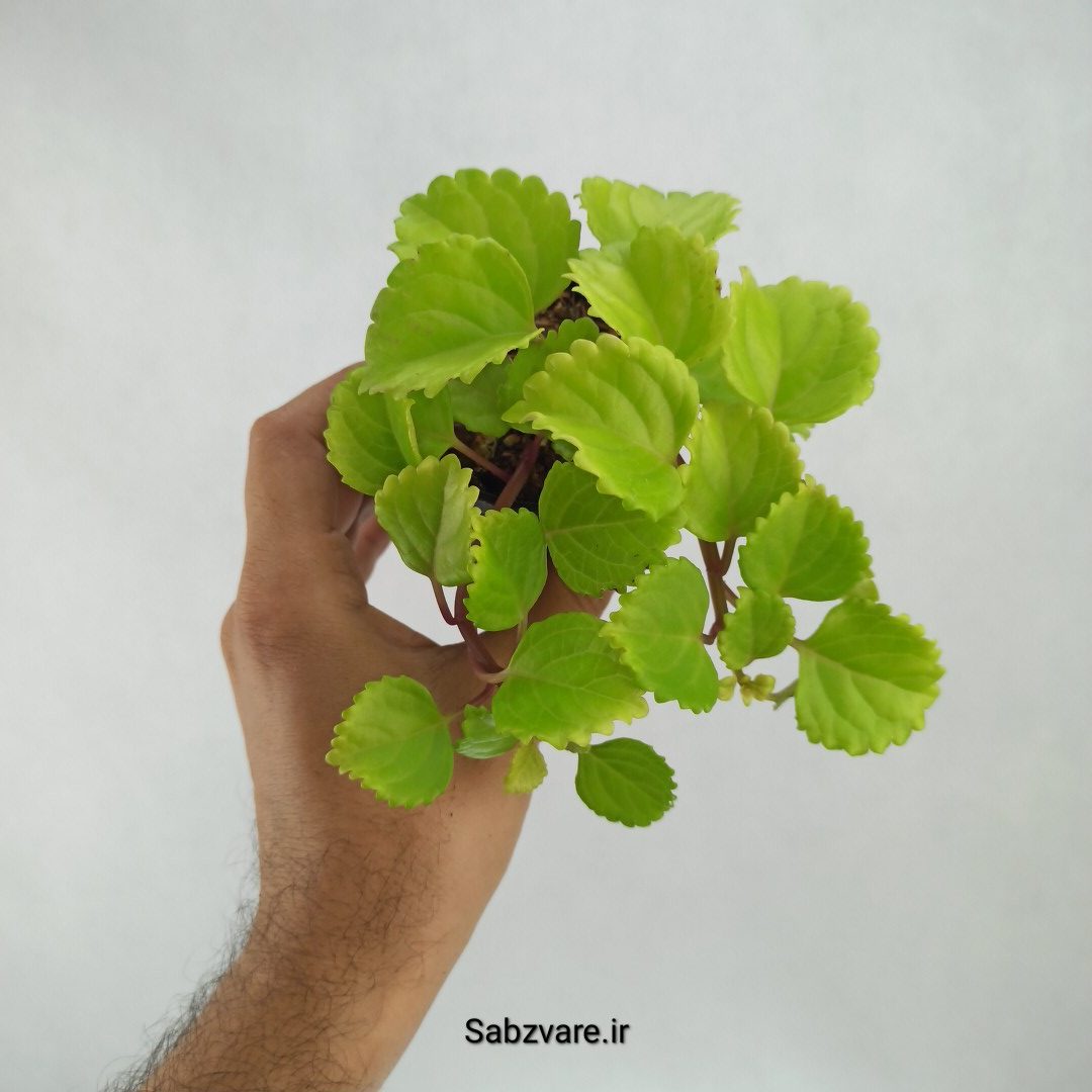 پیچک سوئدی (S23498)