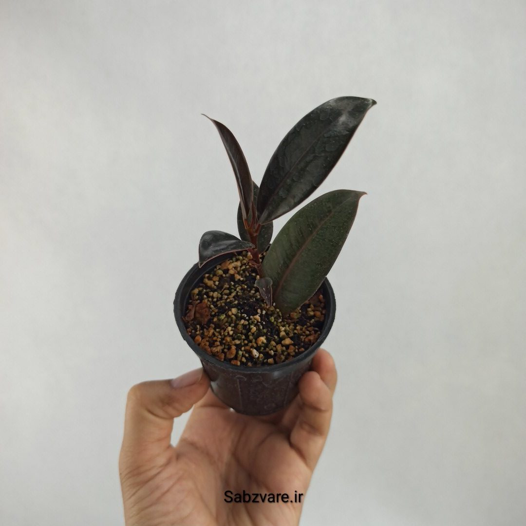 فیکوس سوپر بلک (S23495)