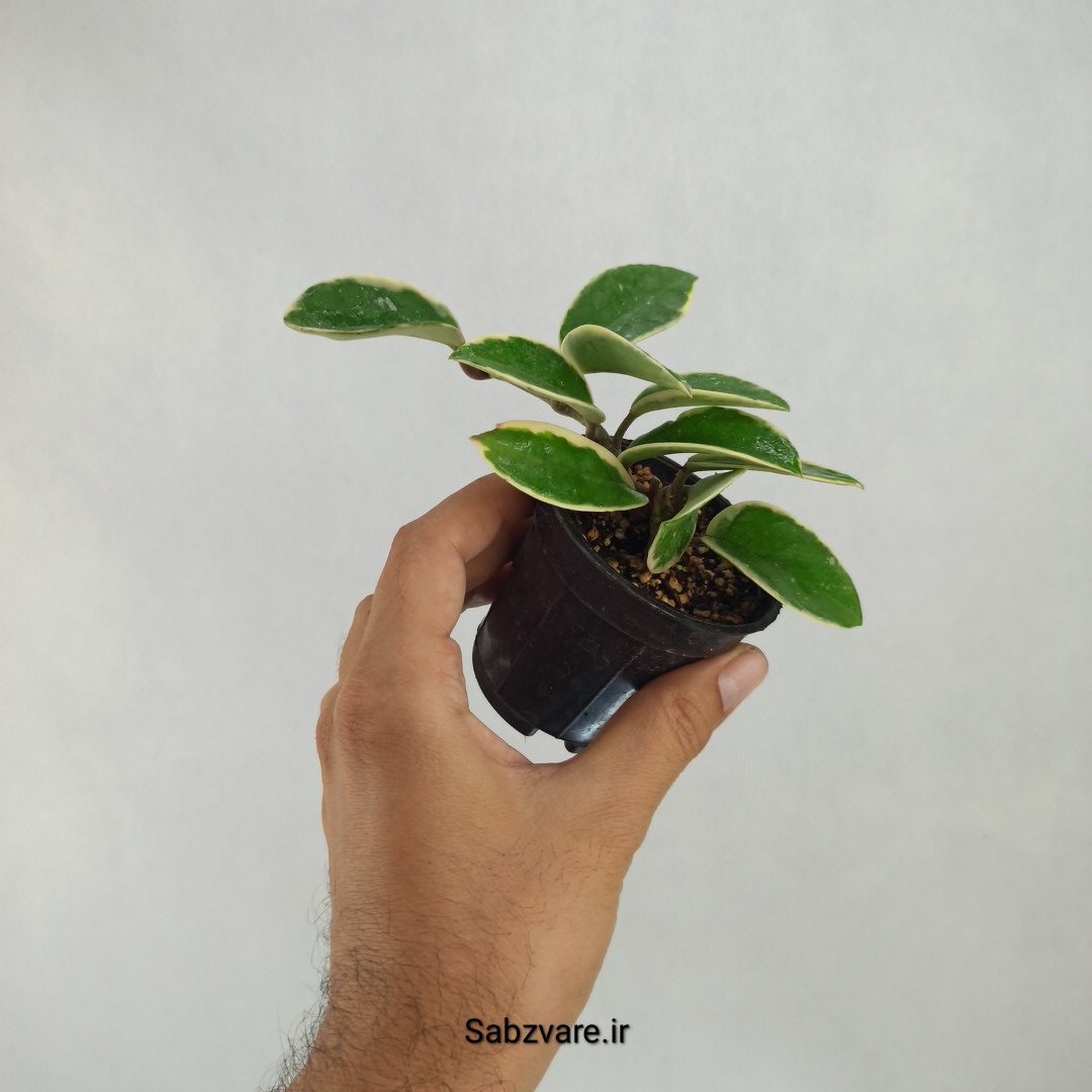 هویا کریمسون کویین (U23540) - Image 3