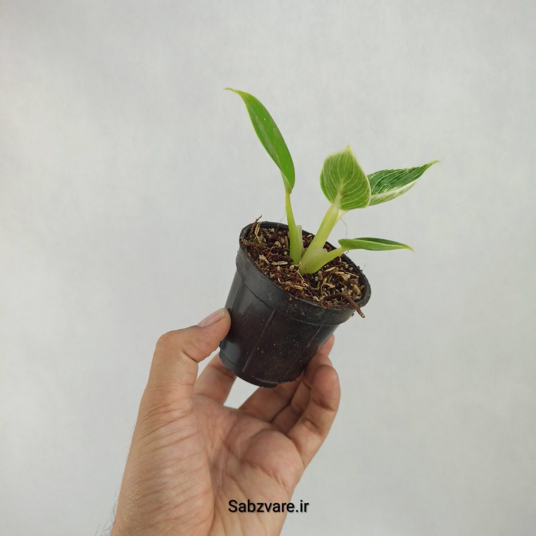 فیلودندرون برکین (U23547) - Image 3