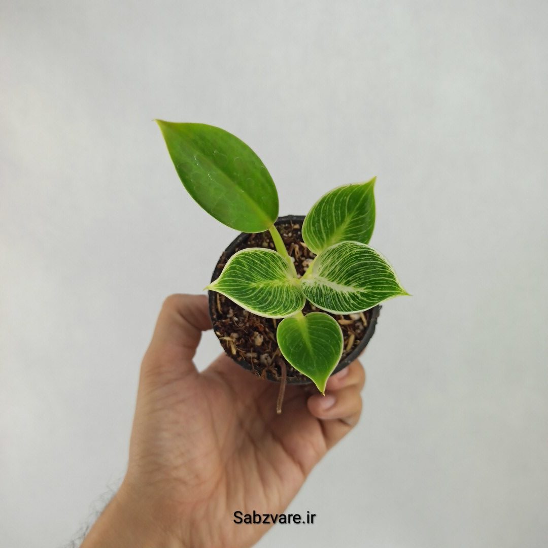 فیلودندرون برکین (U23547)