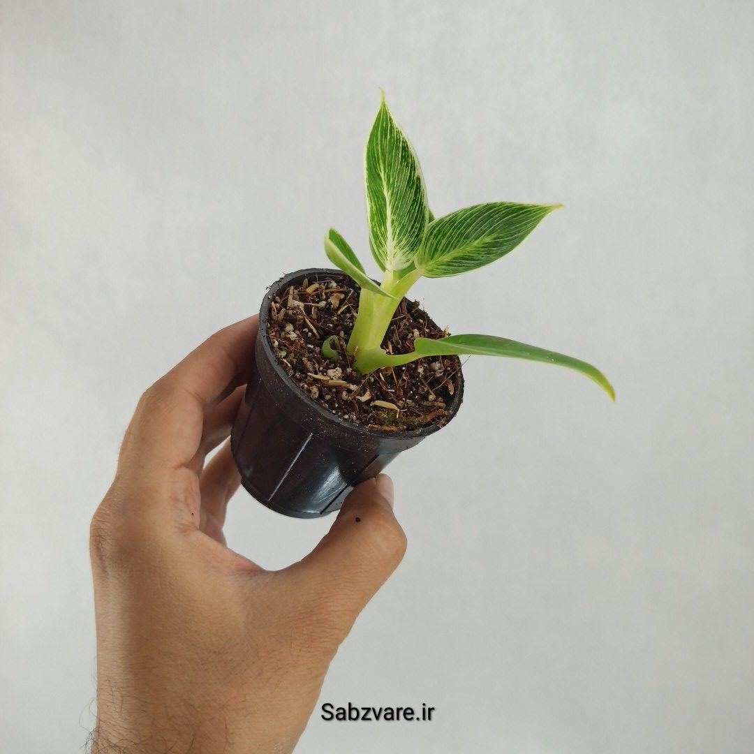 فیلودندرون برکین (U23547) - Image 2