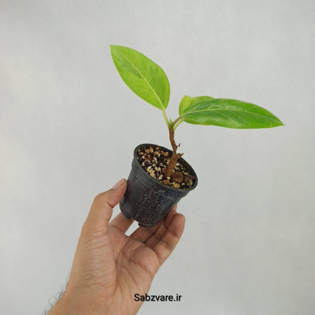 فیکوس آلتیسیما (U23548) - Image 2
