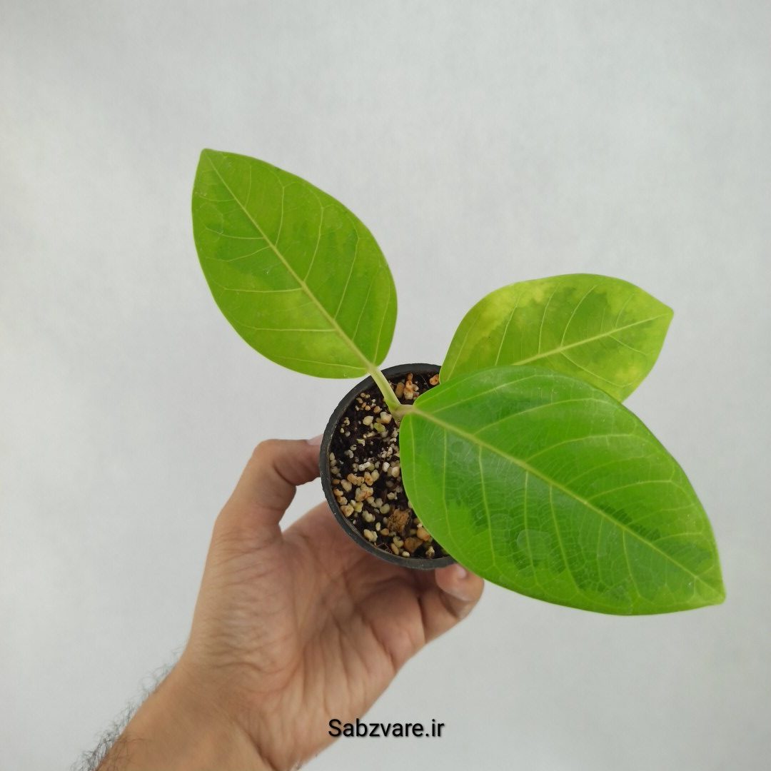 فیکوس آلتیسیما (U23548)