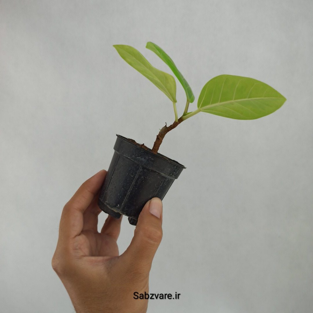 فیکوس آلتیسیما (U23548) - Image 3