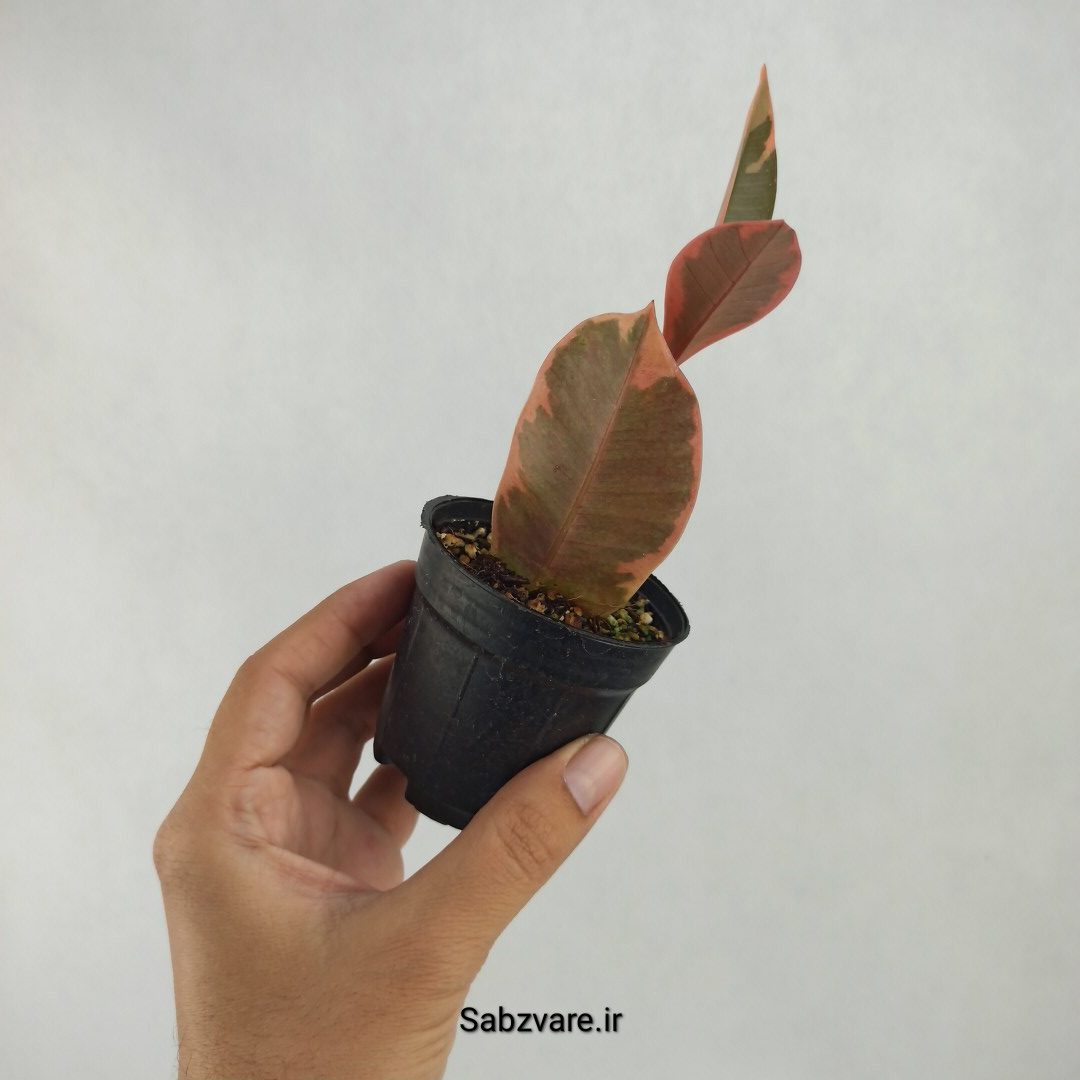 فیکوس شرابی (W23579) - Image 3