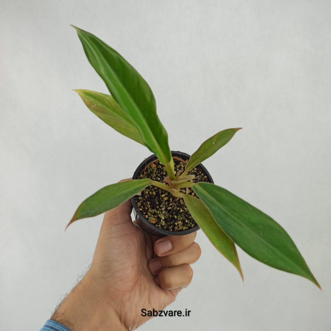 فیلودندرون کنگره سبز (V23567)
