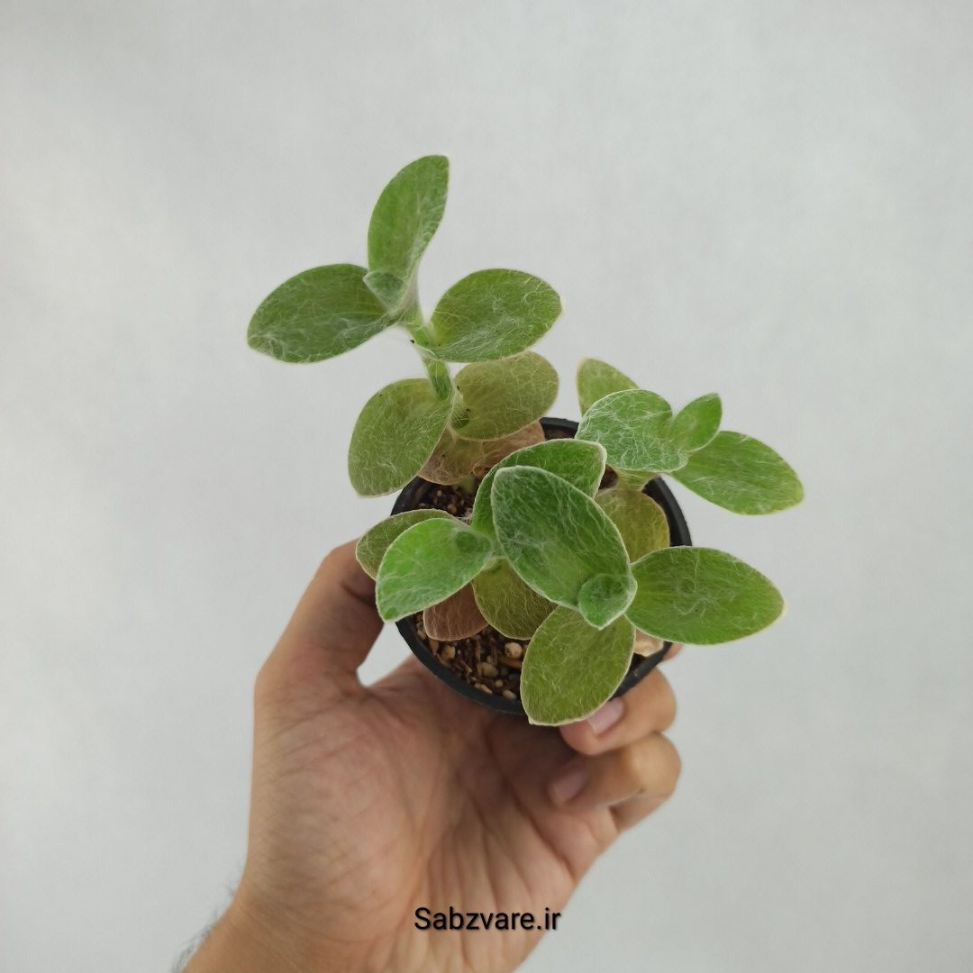 برگ بیدی تار عنکبوتی (V23566)